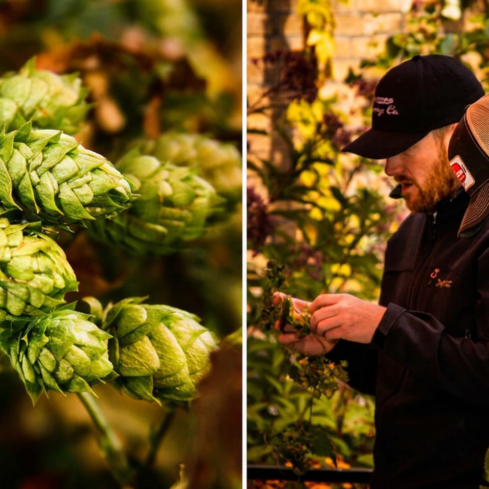 Close-up of green hops on the left, and two men inspecting hops on the right.