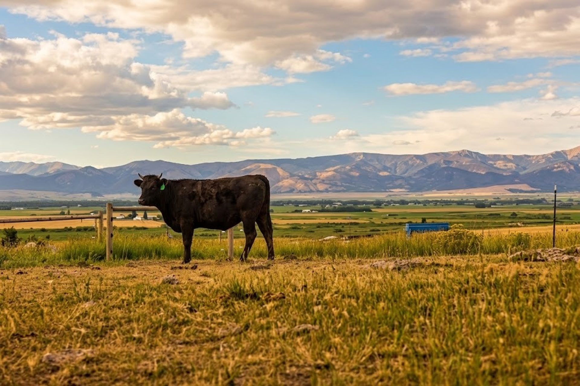 Montana Wagyu Cattle Co.