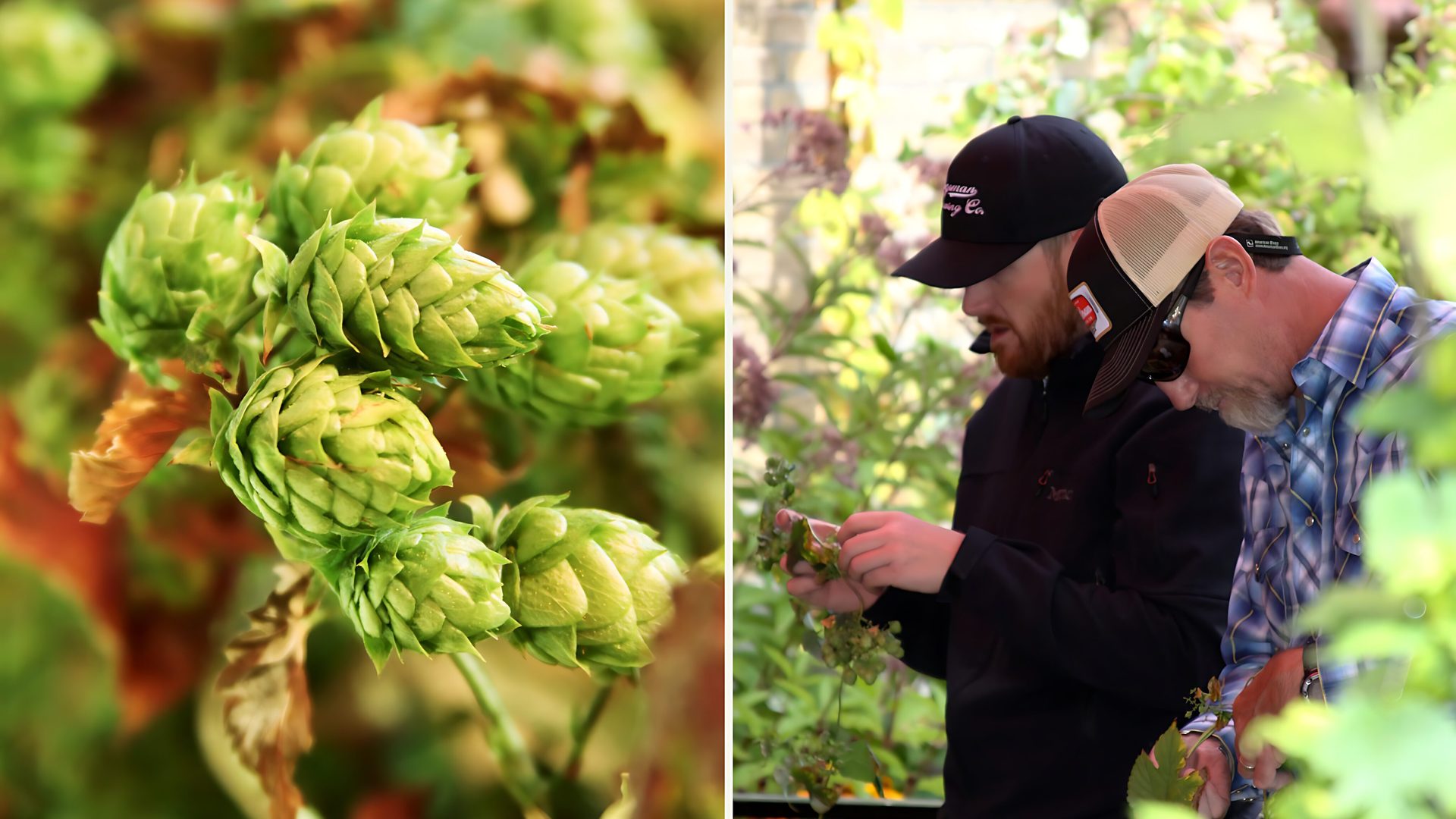 Ale Works Hop Harvest