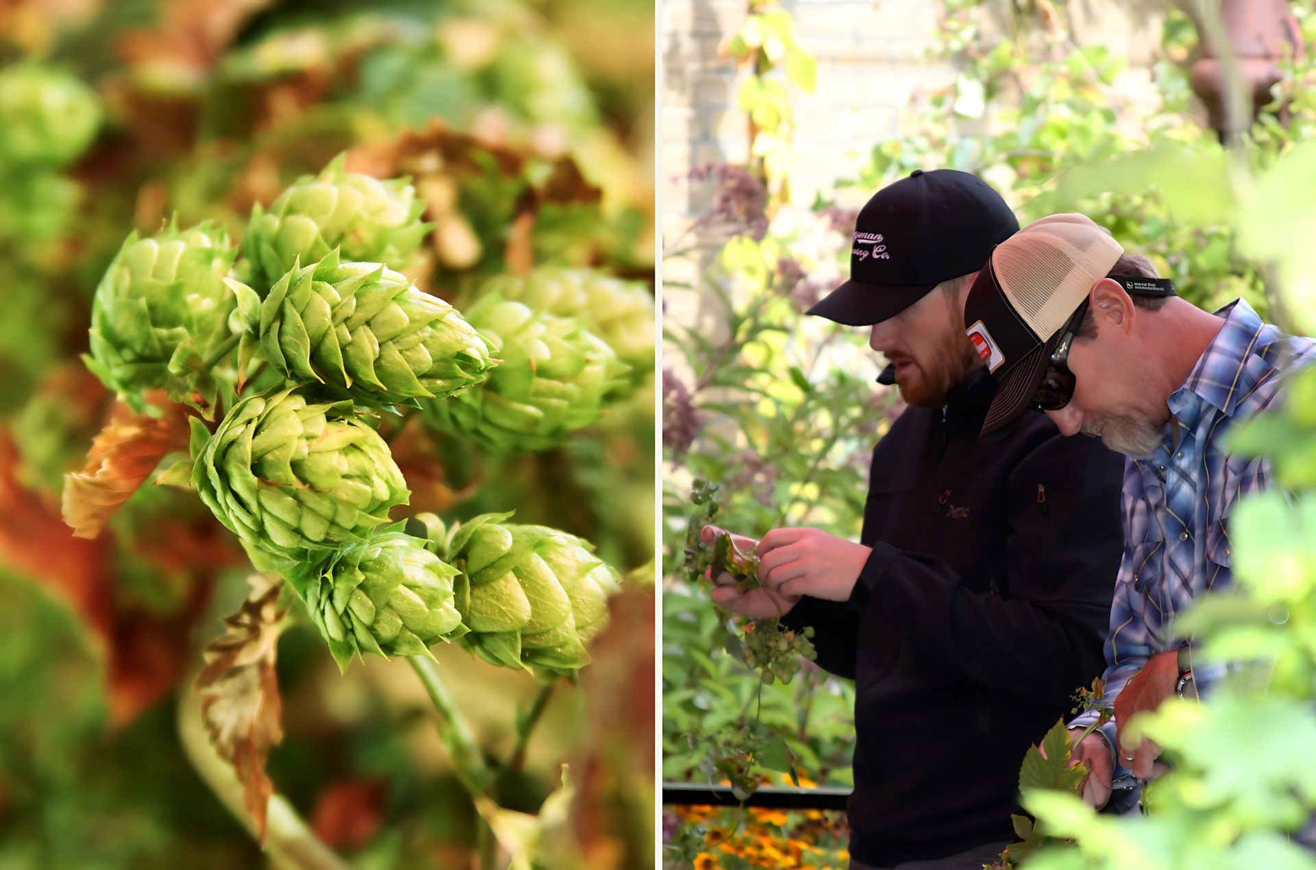 Ale Works Hop Harvest