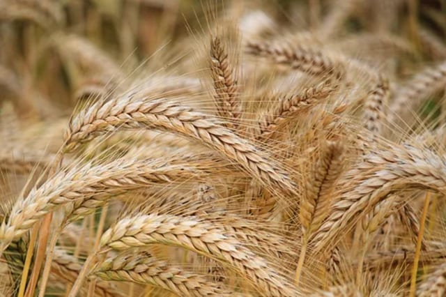 Grain to Glass